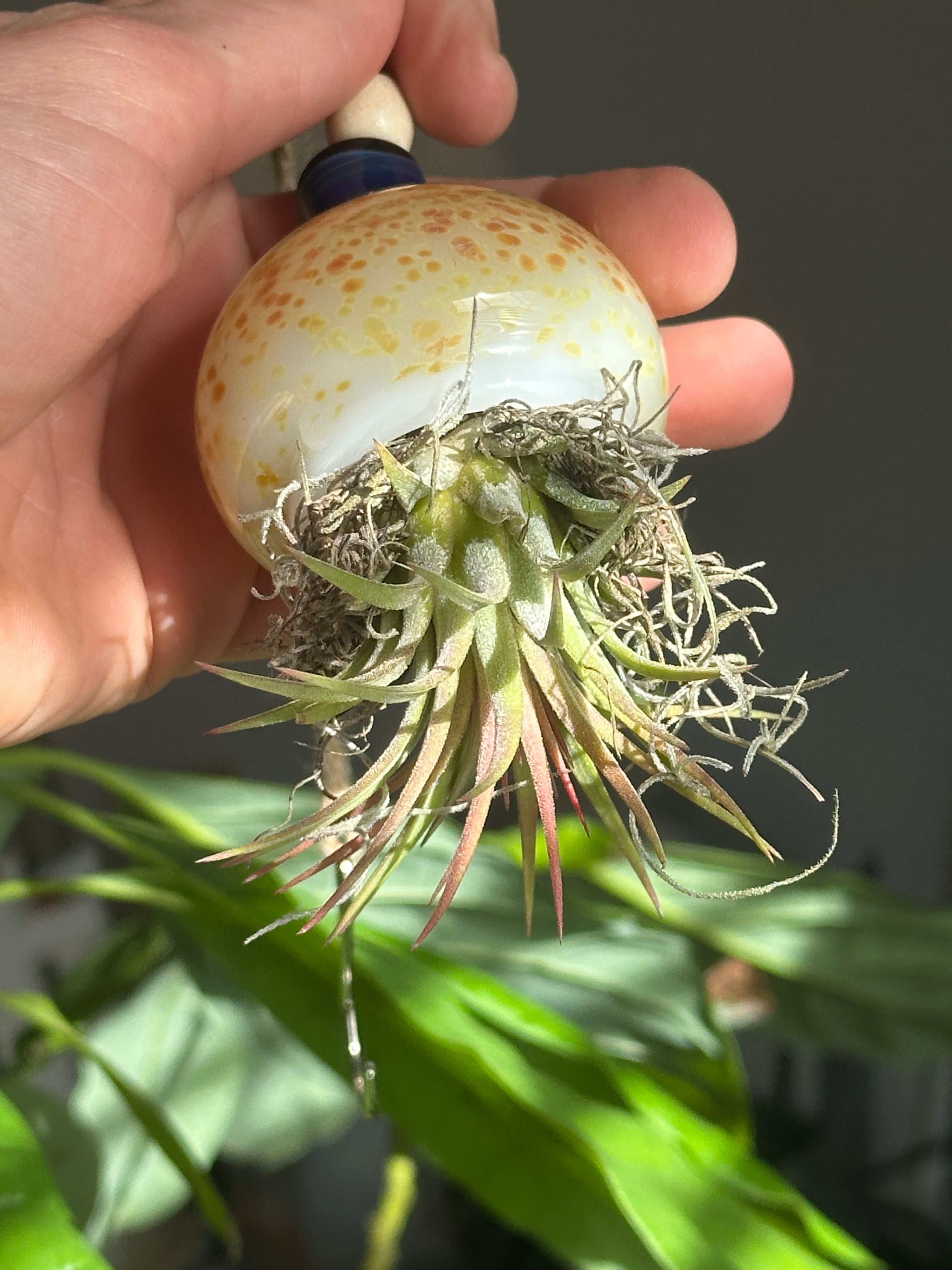 Jellyfish Airplant Hanger