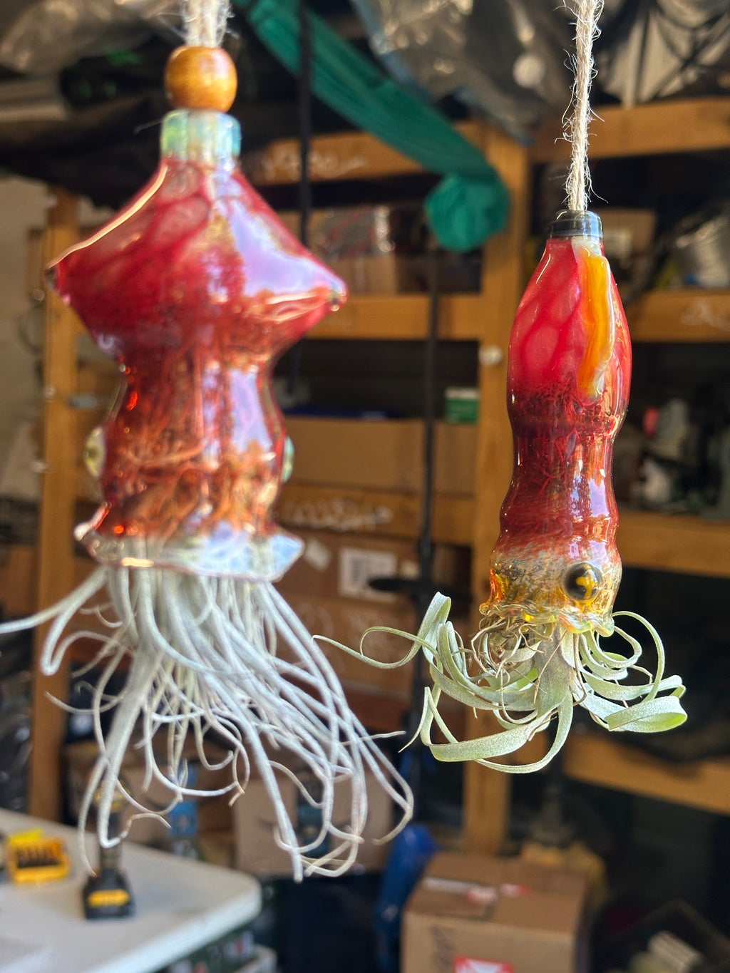 A flameworked and hand-spun blown glass squid air plant holder featuring detailed glass fins, custom eyes, and an integrated patented clip holding a live air plant.