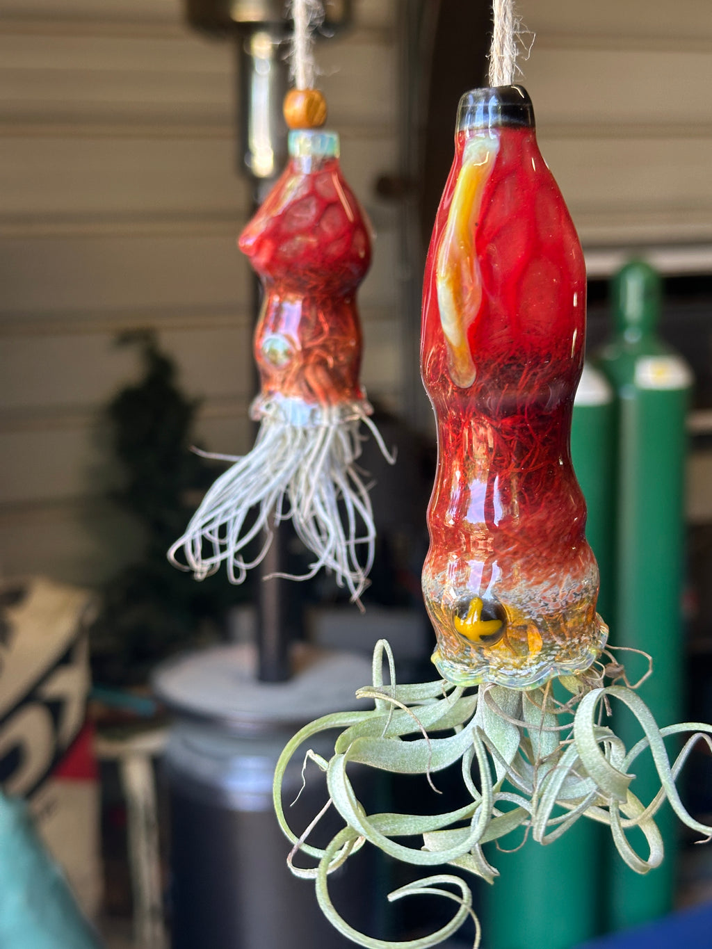 A flameworked and hand-spun blown glass squid air plant holder featuring detailed glass fins, custom eyes, and an integrated patented clip holding a live air plant.