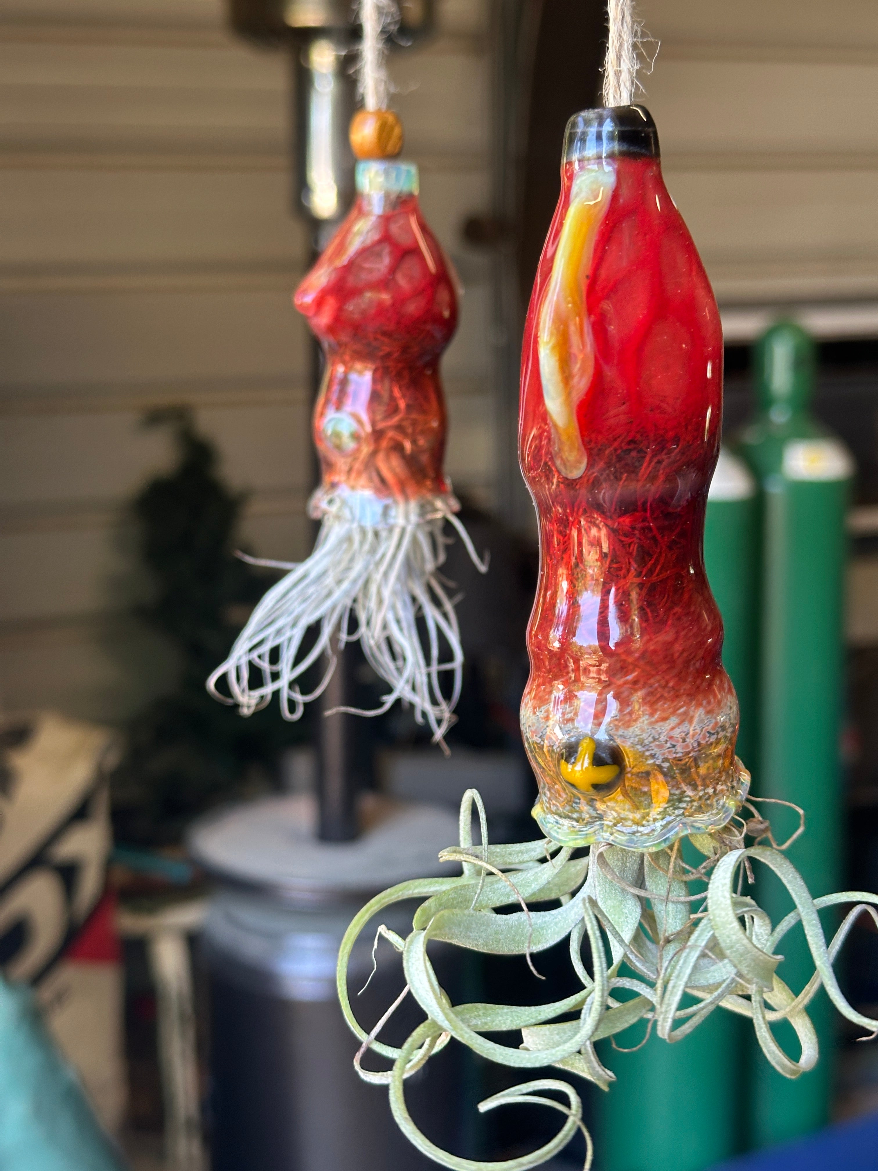 A flameworked and hand-spun blown glass squid air plant holder featuring detailed glass fins, custom eyes, and an integrated patented clip holding a live air plant.