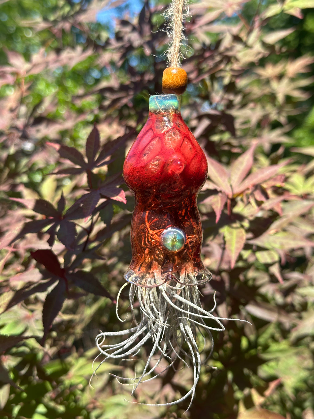 A flameworked and hand-spun blown glass squid air plant holder featuring detailed glass fins, custom eyes, and an integrated patented clip holding a live air plant.