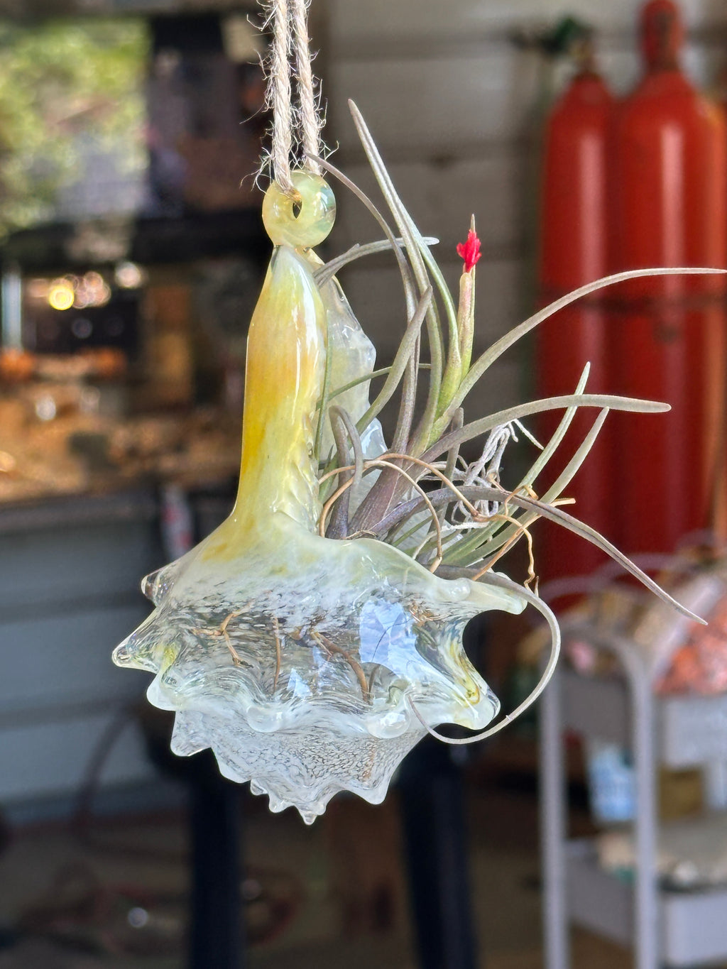 Hand-sculpted glass conch shell hanging planters in gift-ready premium packaging by Unclefish.