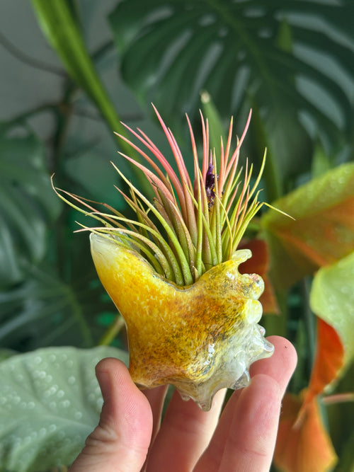 Hand-blown glass conch shell air plant holder in hand showing yellow and amber coastal colors with a green and pink Tillandsia air plant.