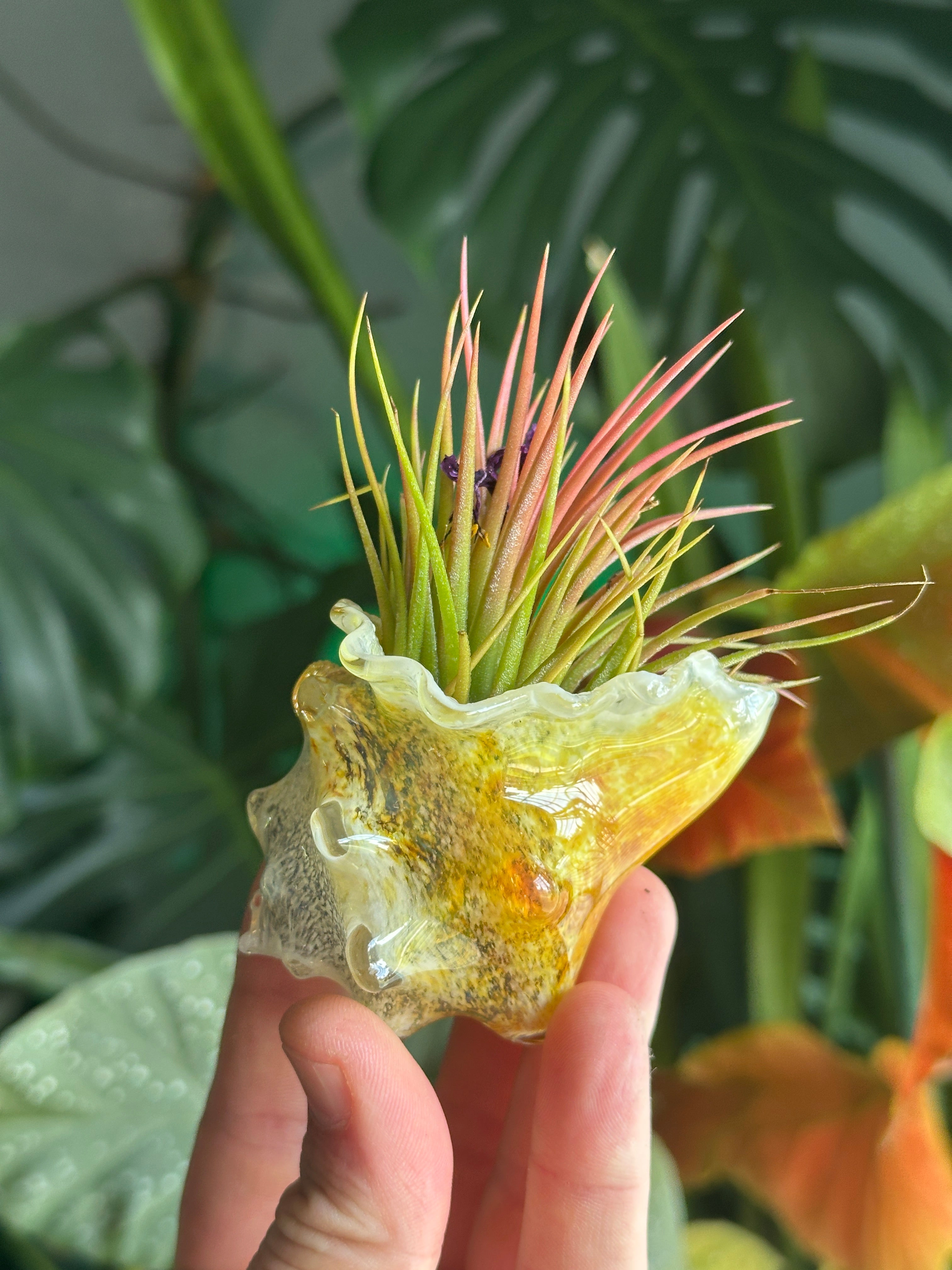 Hand-blown glass conch shell air plant holder in hand showing yellow and amber coastal colors with a green and pink Tillandsia air plant.