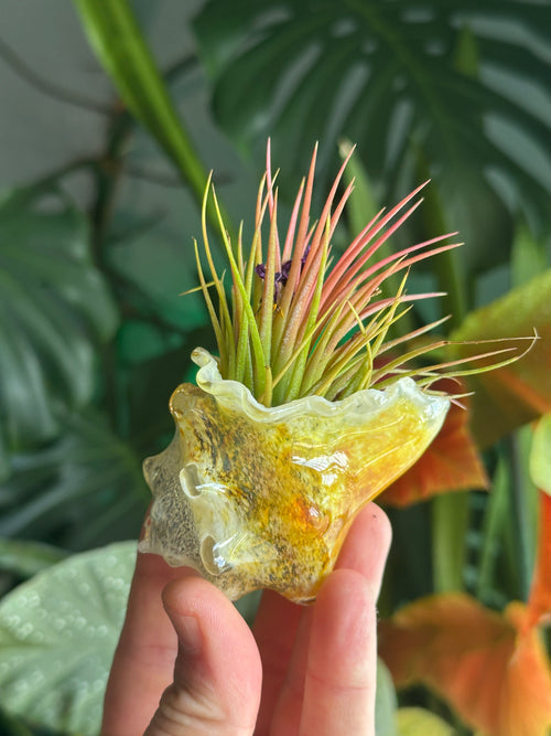 Hand-blown glass conch shell air plant holder in hand showing yellow and amber coastal colors with a green and pink Tillandsia air plant.