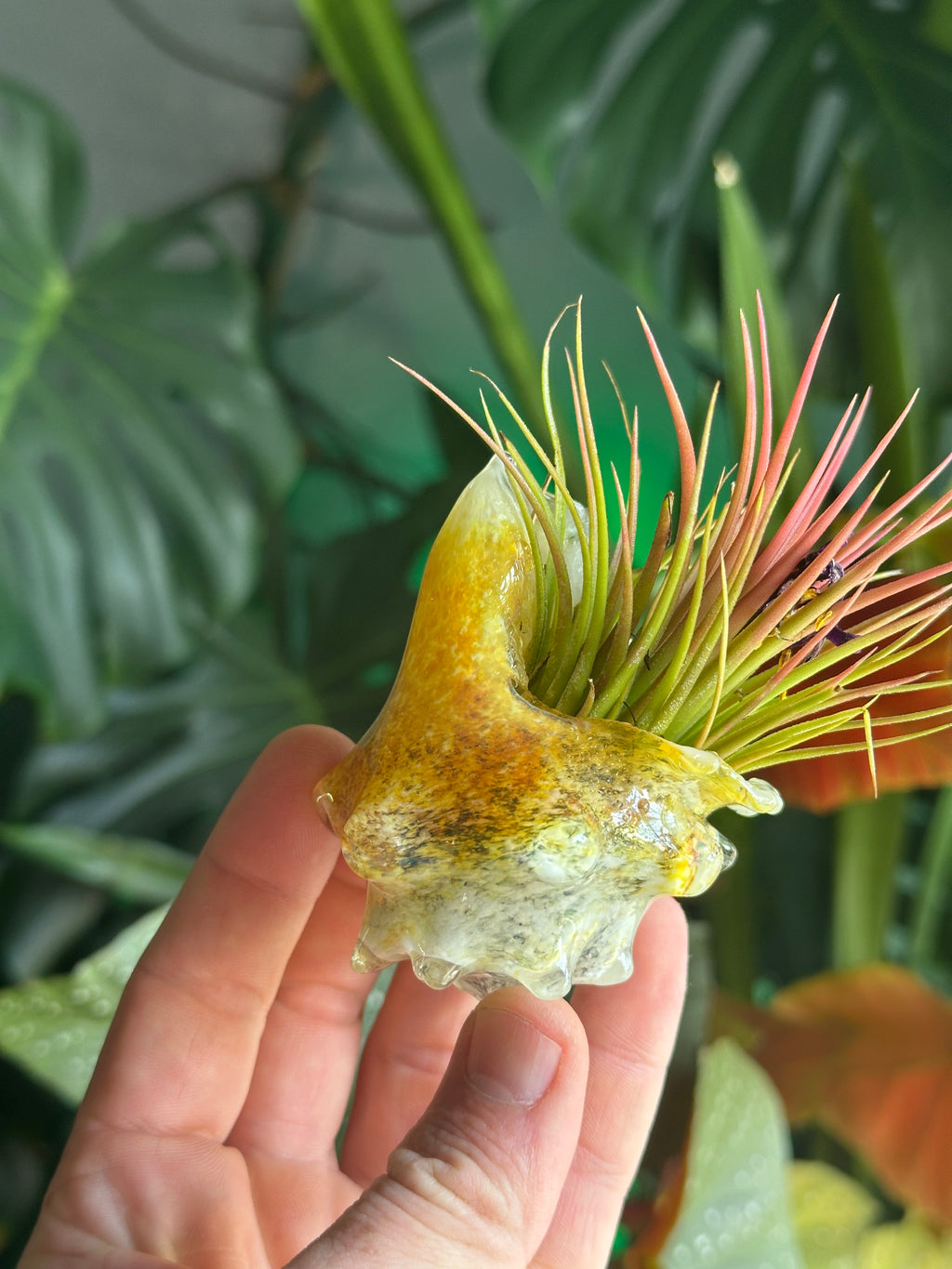 Hand-blown glass conch shell air plant holder in hand showing yellow and amber coastal colors with a green and pink Tillandsia air plant.