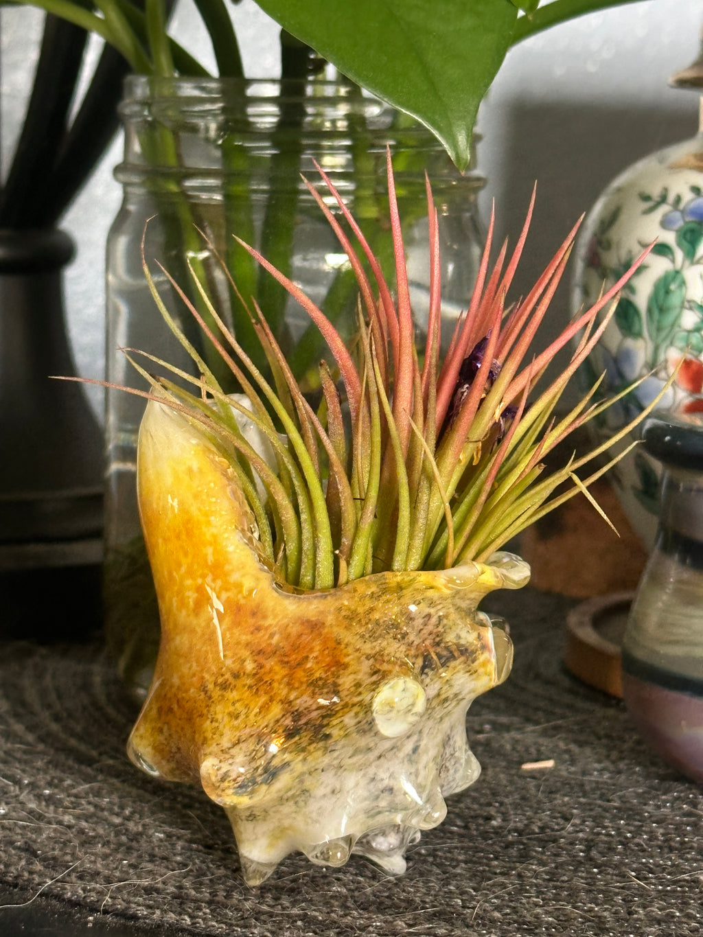Hand-blown glass conch shell air plant holder in hand showing yellow and amber coastal colors with a green and pink Tillandsia air plant.