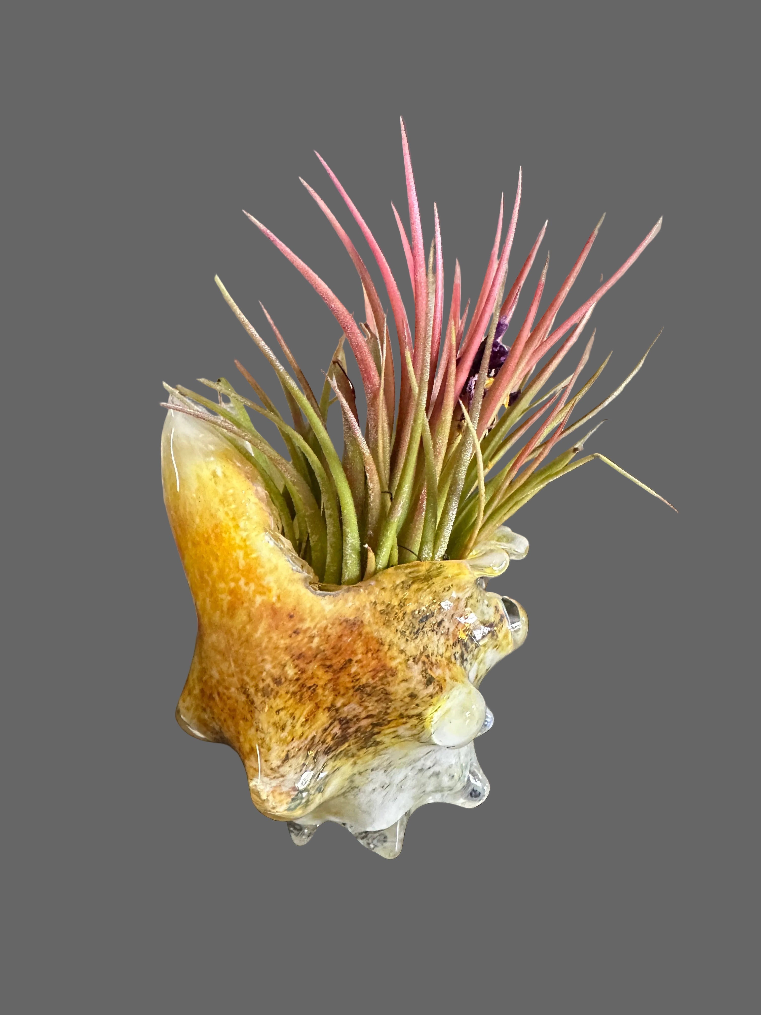 Hand-Blown Glass Conch Shell Air Plant Holder