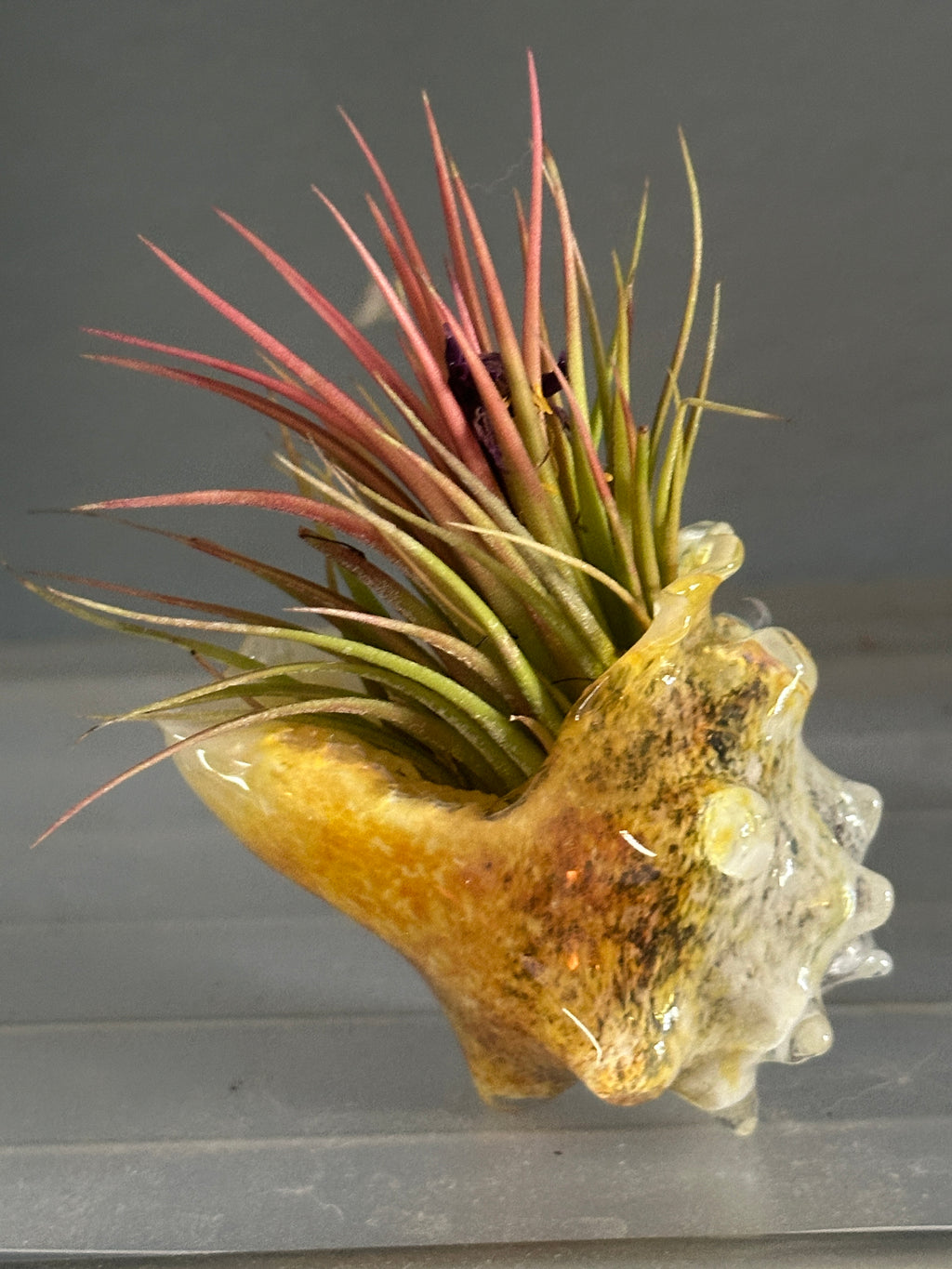 Hand-blown glass conch shell air plant holder in hand showing yellow and amber coastal colors with a green and pink Tillandsia air plant.