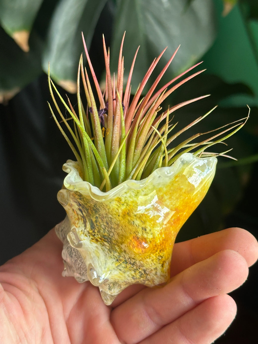 Hand-blown glass conch shell air plant holder in hand showing yellow and amber coastal colors with a green and pink Tillandsia air plant.