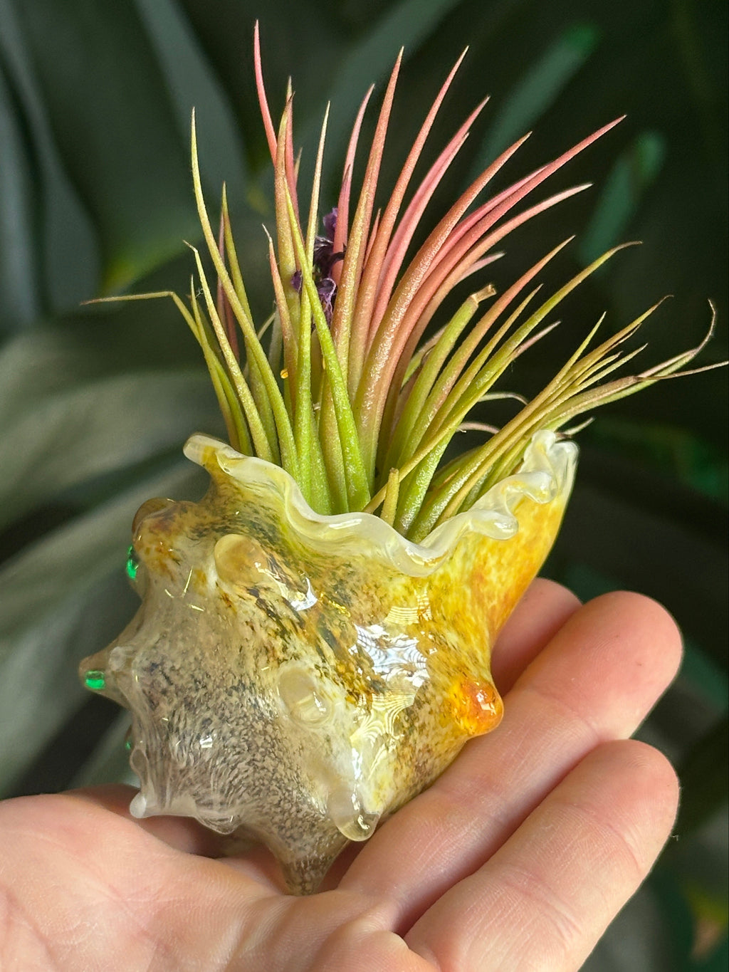 Hand-blown glass conch shell air plant holder in hand showing yellow and amber coastal colors with a green and pink Tillandsia air plant.