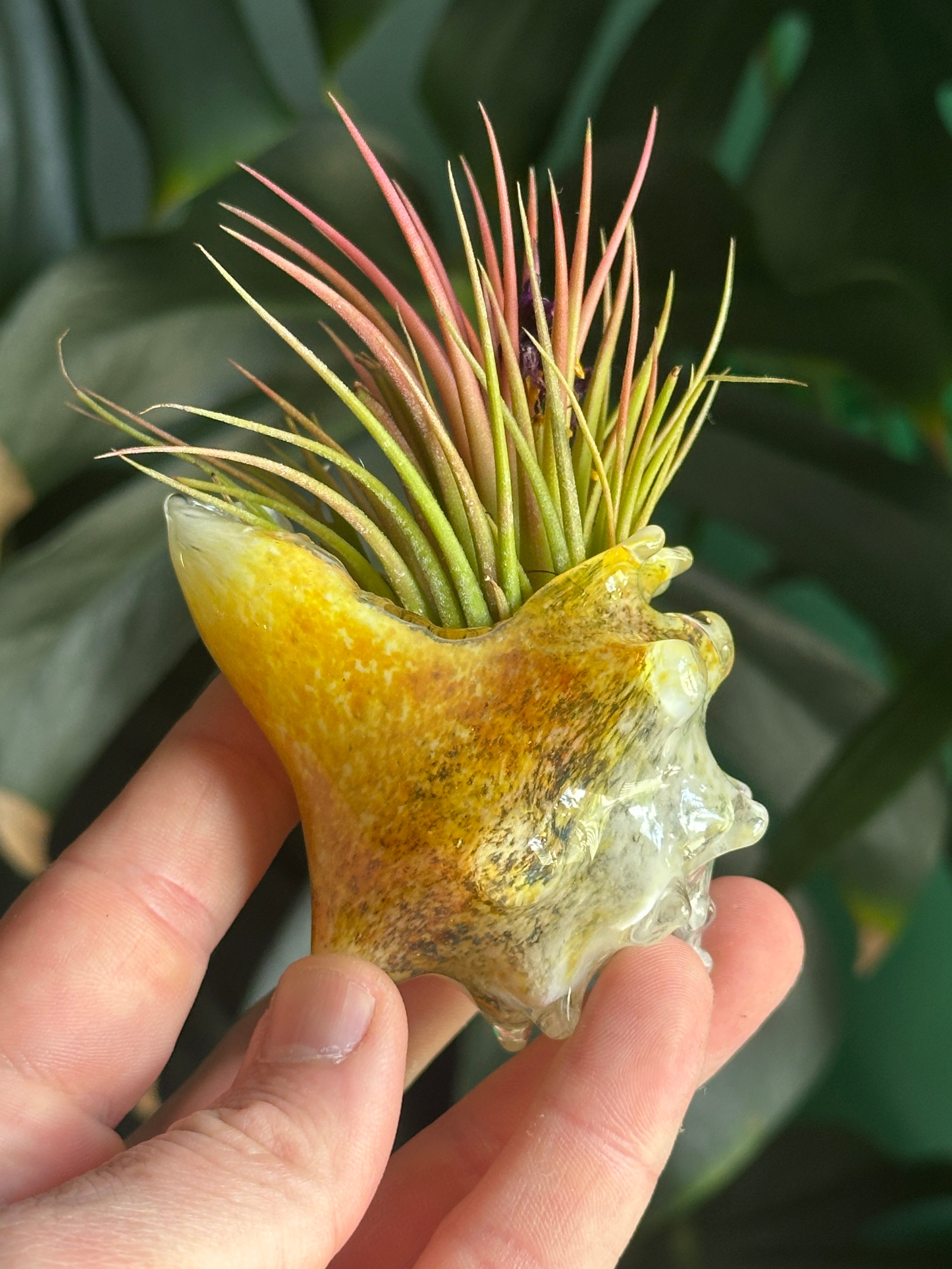 Hand-blown glass conch shell air plant holder in hand showing yellow and amber coastal colors with a green and pink Tillandsia air plant.