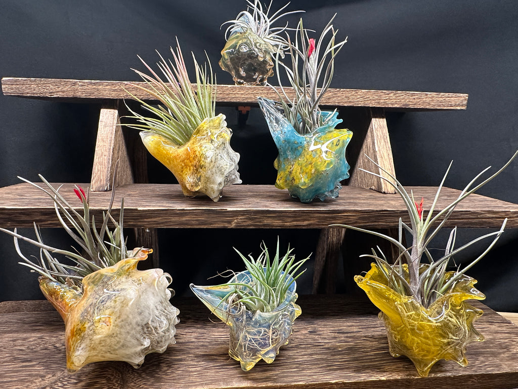 Hand-sculpted glass conch shell tabletop air plant holders in gift-ready premium packaging by Unclefish.