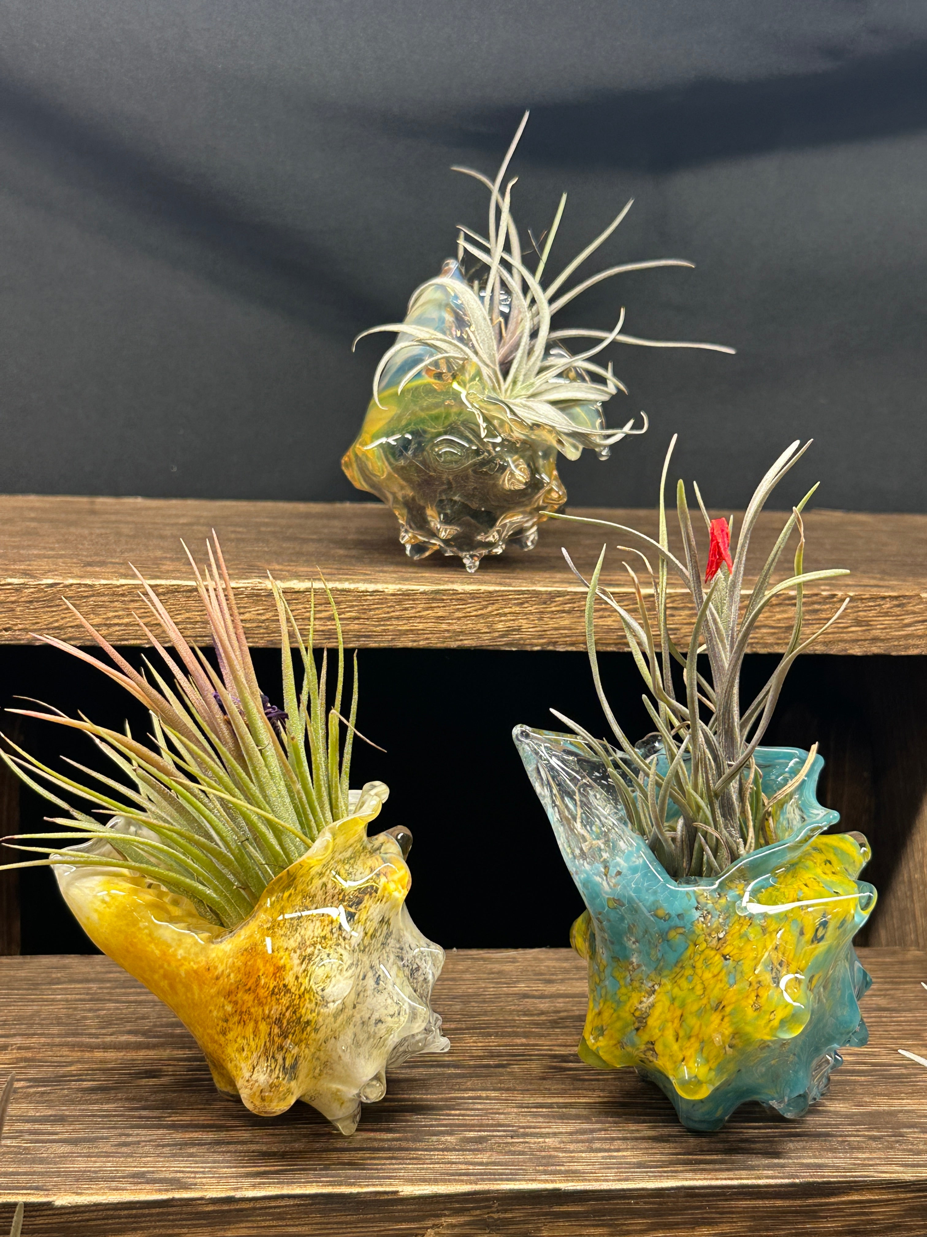 Hand-sculpted glass conch shell tabletop air plant holders in gift-ready premium packaging by Unclefish.