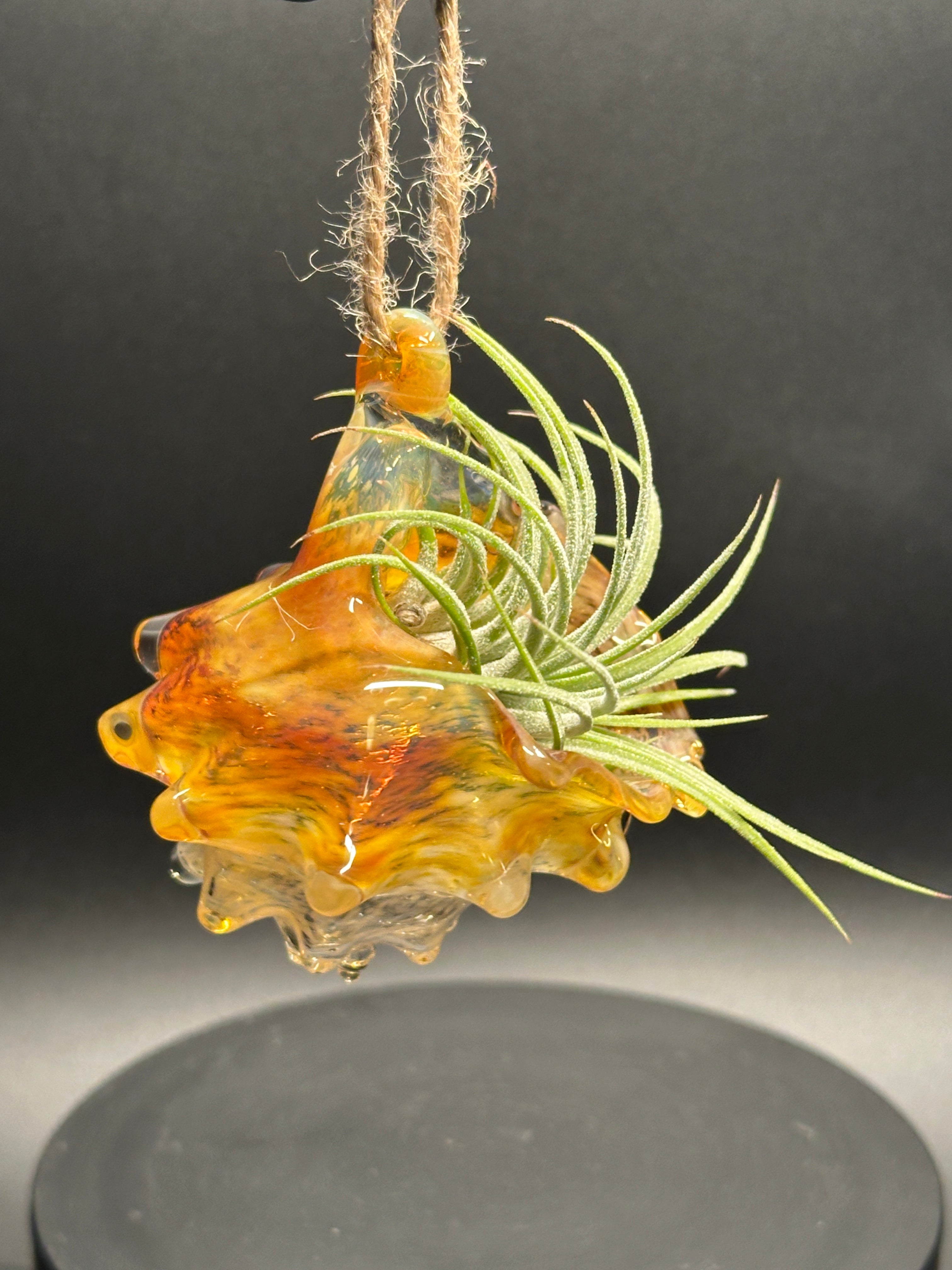 Hand-sculpted glass conch shell hanging planters in gift-ready premium packaging by Unclefish.
