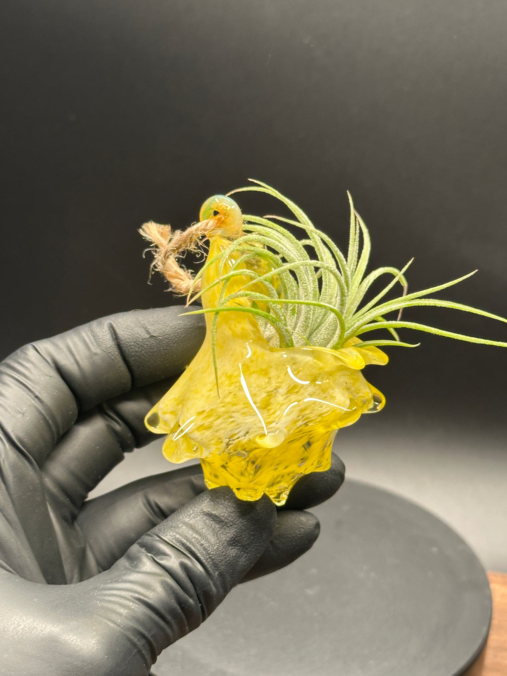 Hand-sculpted glass conch shell hanging planters in gift-ready premium packaging by Unclefish.