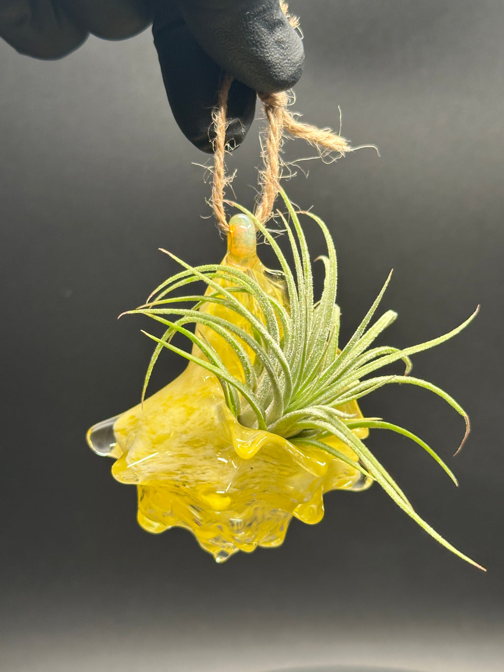 Hand-sculpted glass conch shell hanging planters in gift-ready premium packaging by Unclefish.