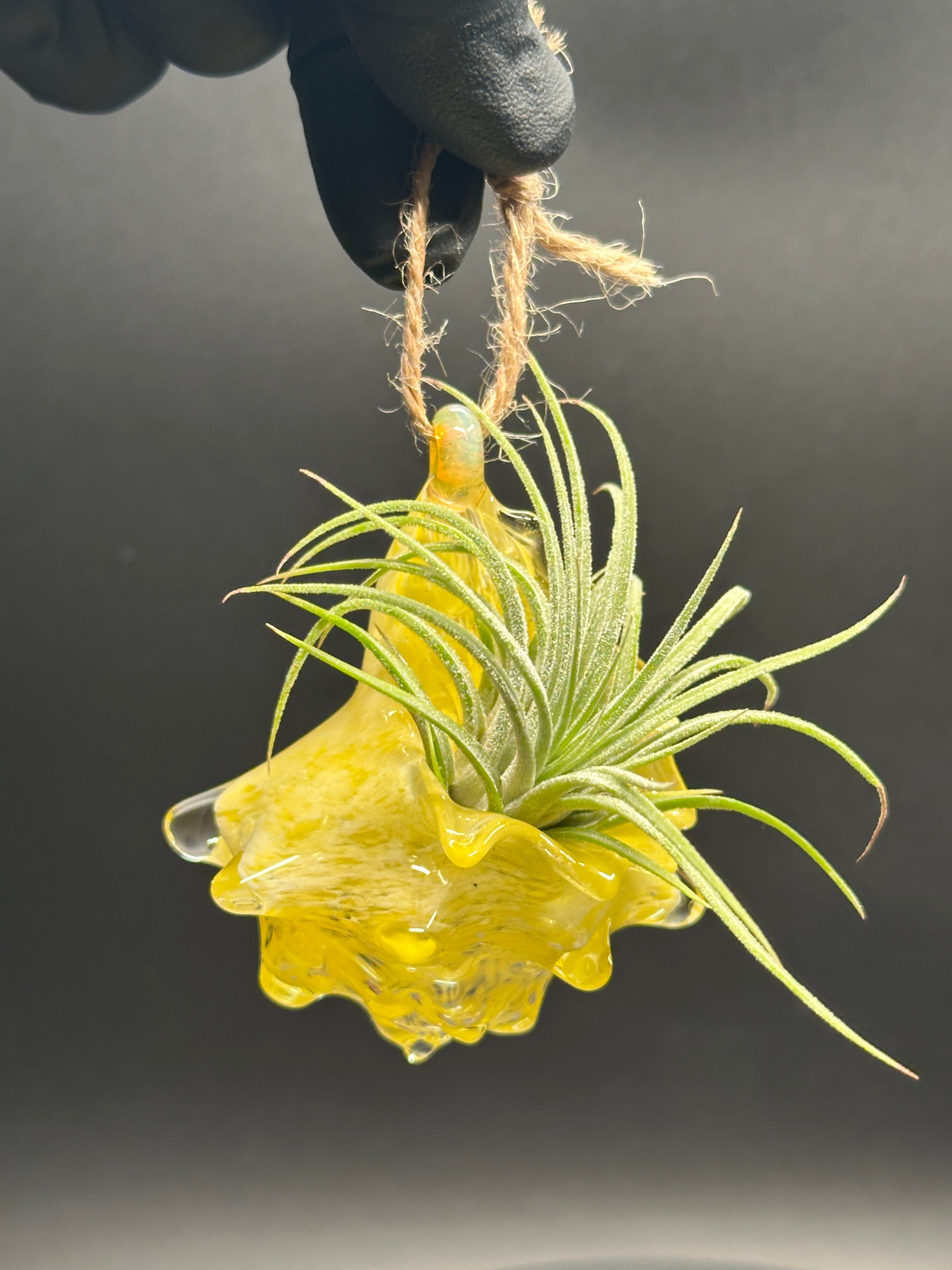 Hand-sculpted glass conch shell hanging planters in gift-ready premium packaging by Unclefish.