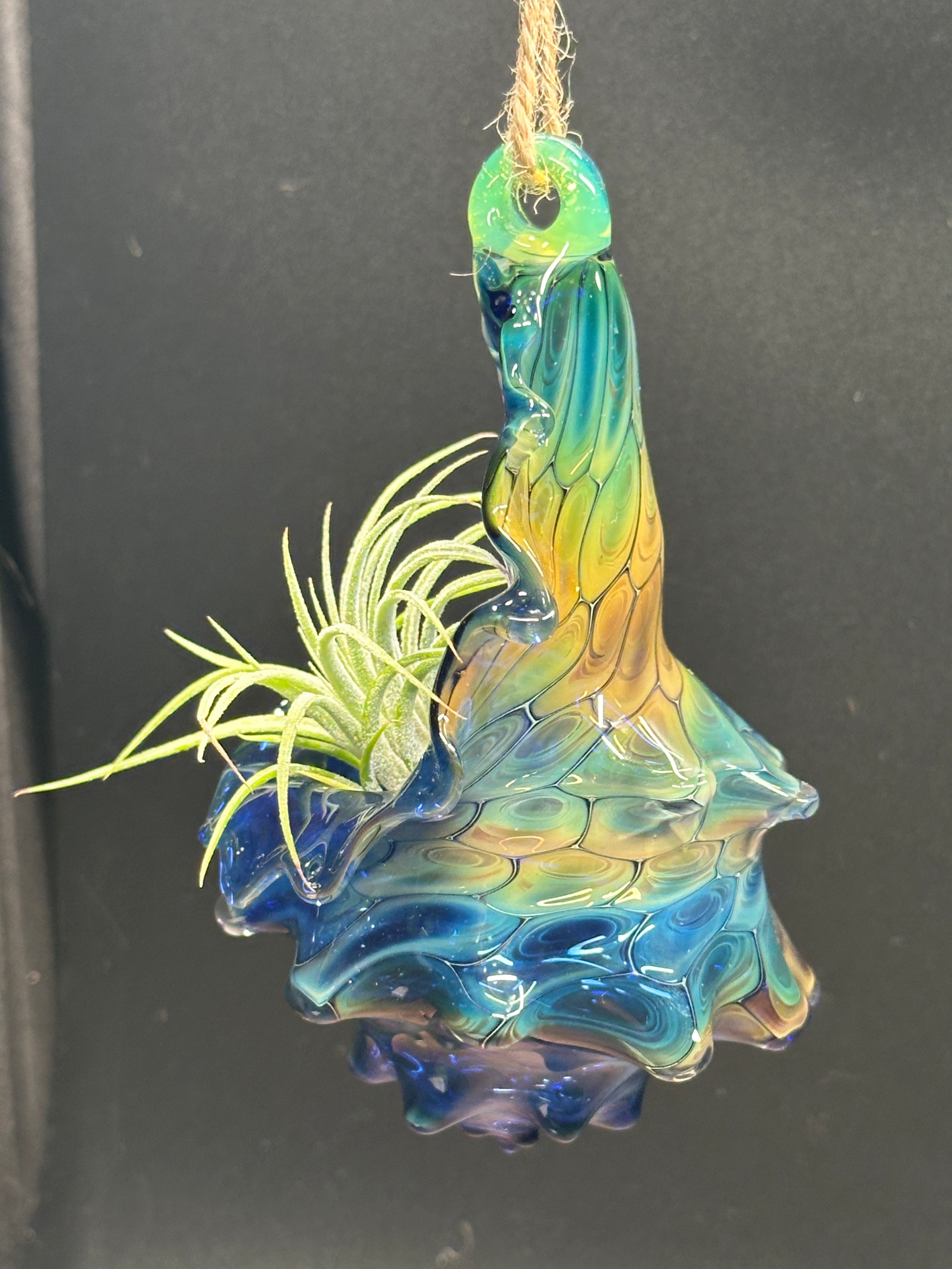 Blown Glass Conch Shell Hanging Air Plant Holder – Fume on Cobalt Series