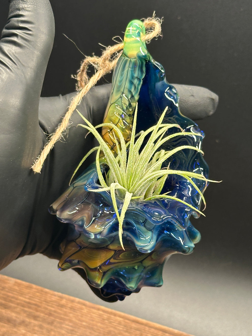 Blown Glass Conch Shell Hanging Air Plant Holder – Fume on Cobalt Series