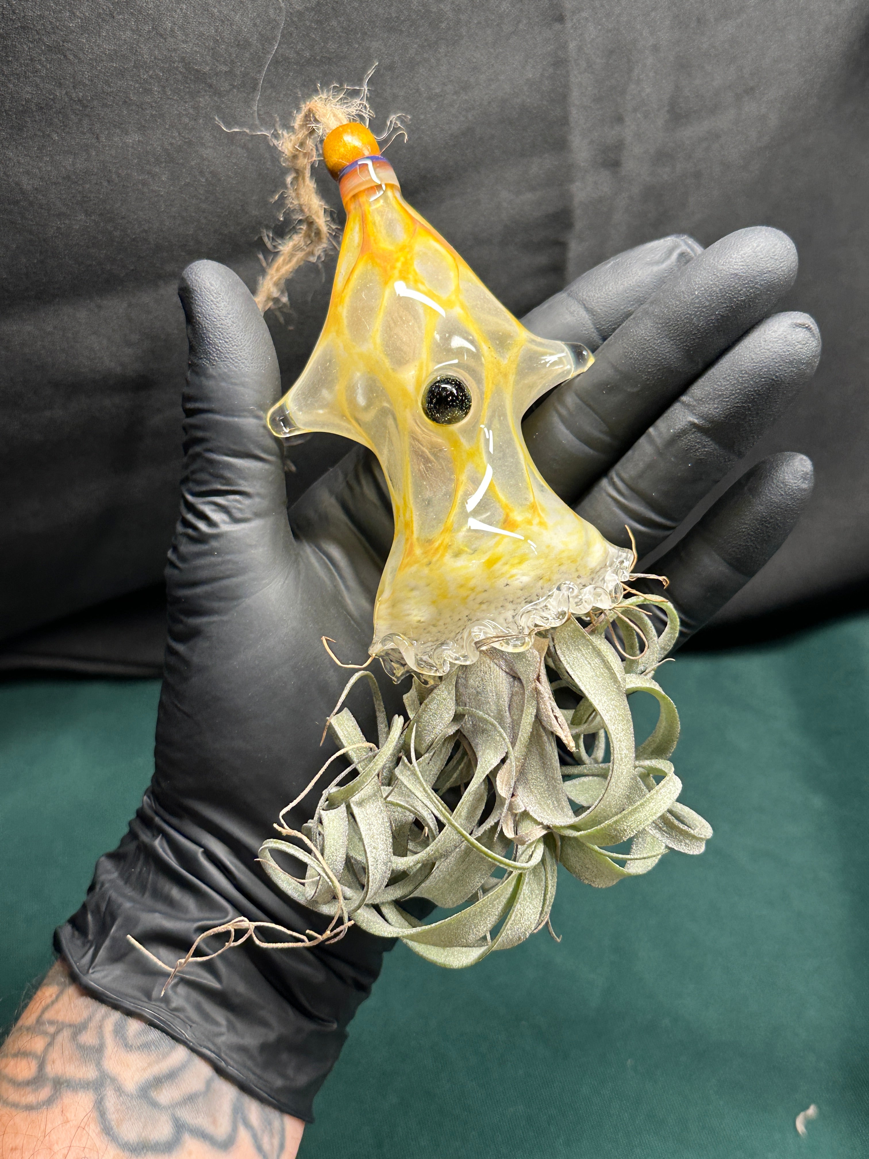 A flameworked and hand-spun blown glass squid air plant holder featuring detailed glass fins, custom eyes, and an integrated patented clip holding a live air plant.