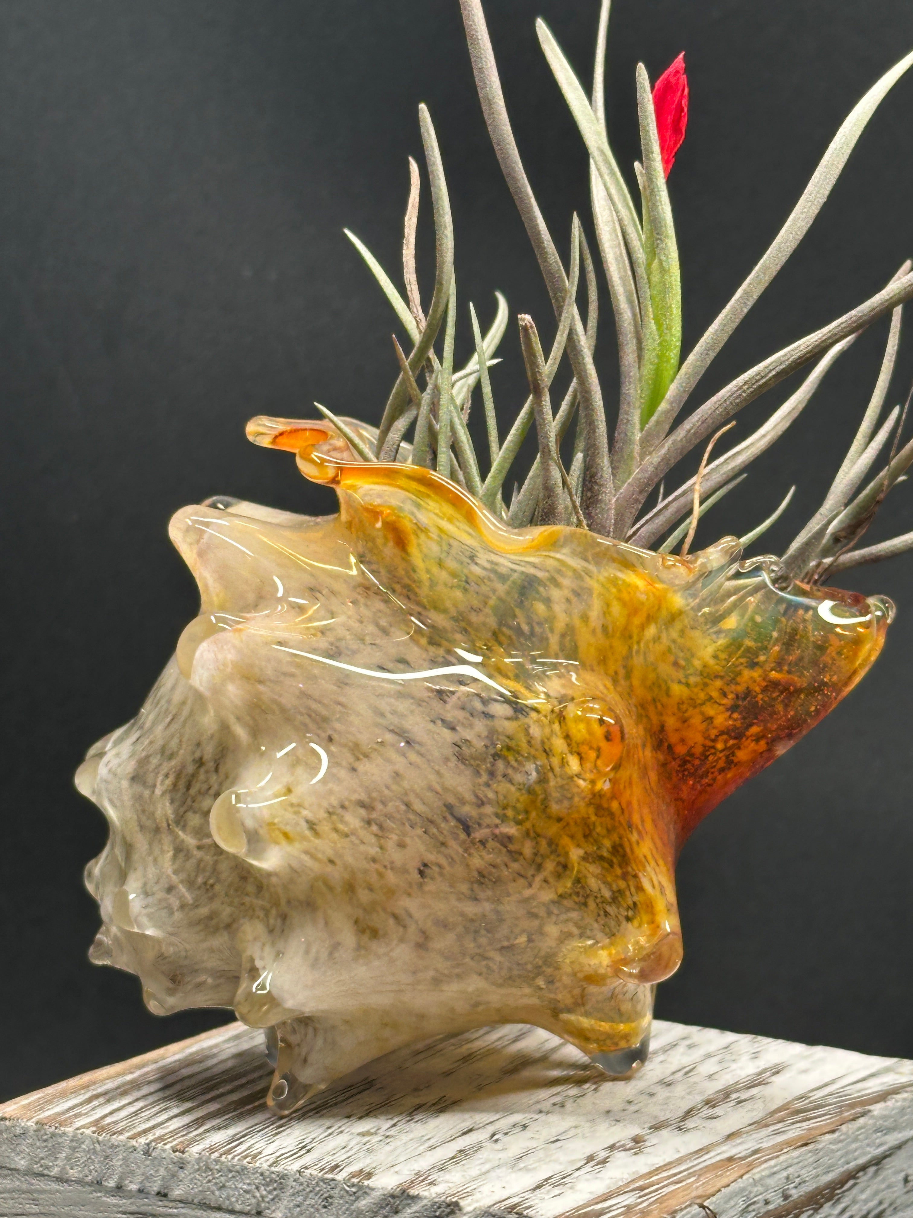 Blown Glass Conch Shell Tabletop Air Plant Holder – Frit Series