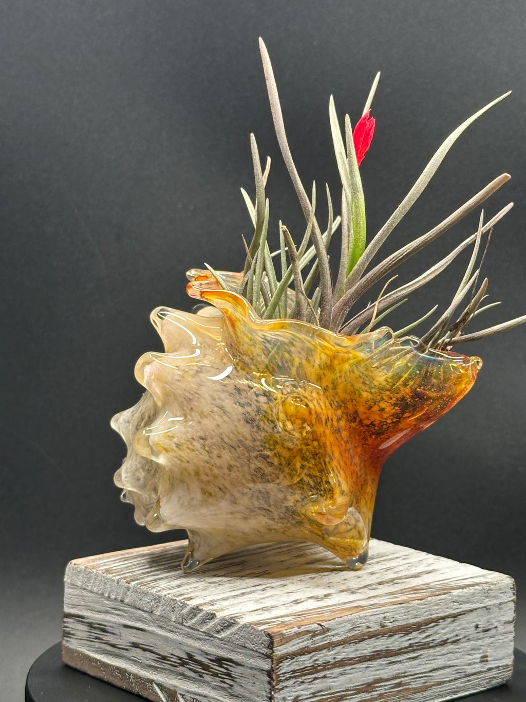 Blown Glass Conch Shell Tabletop Air Plant Holder – Frit Series