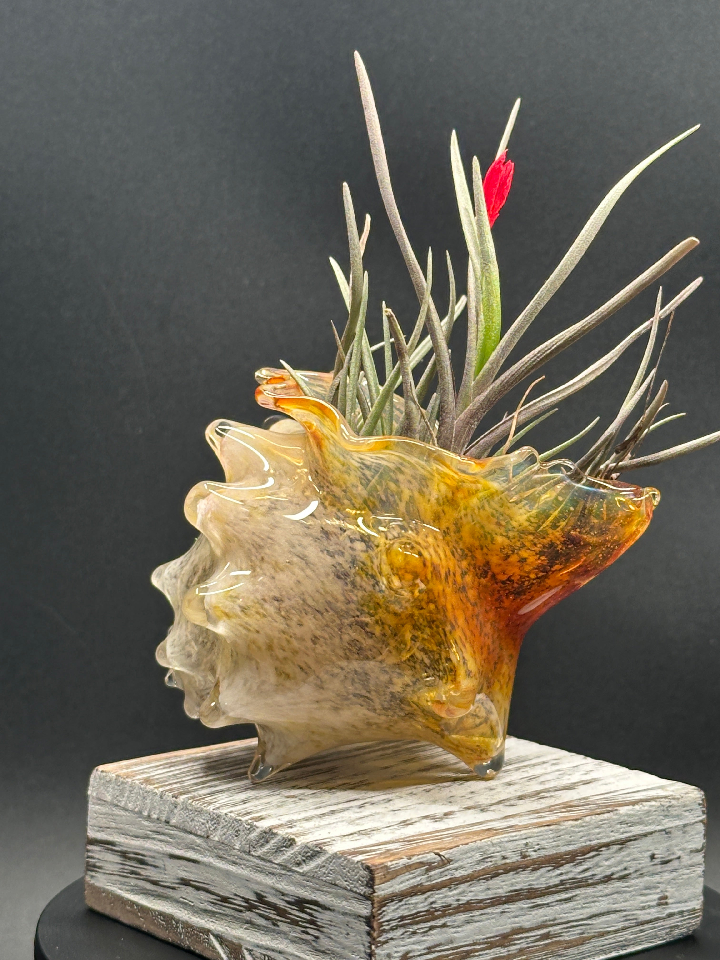 Blown Glass Conch Shell Tabletop Air Plant Holder – Frit Series