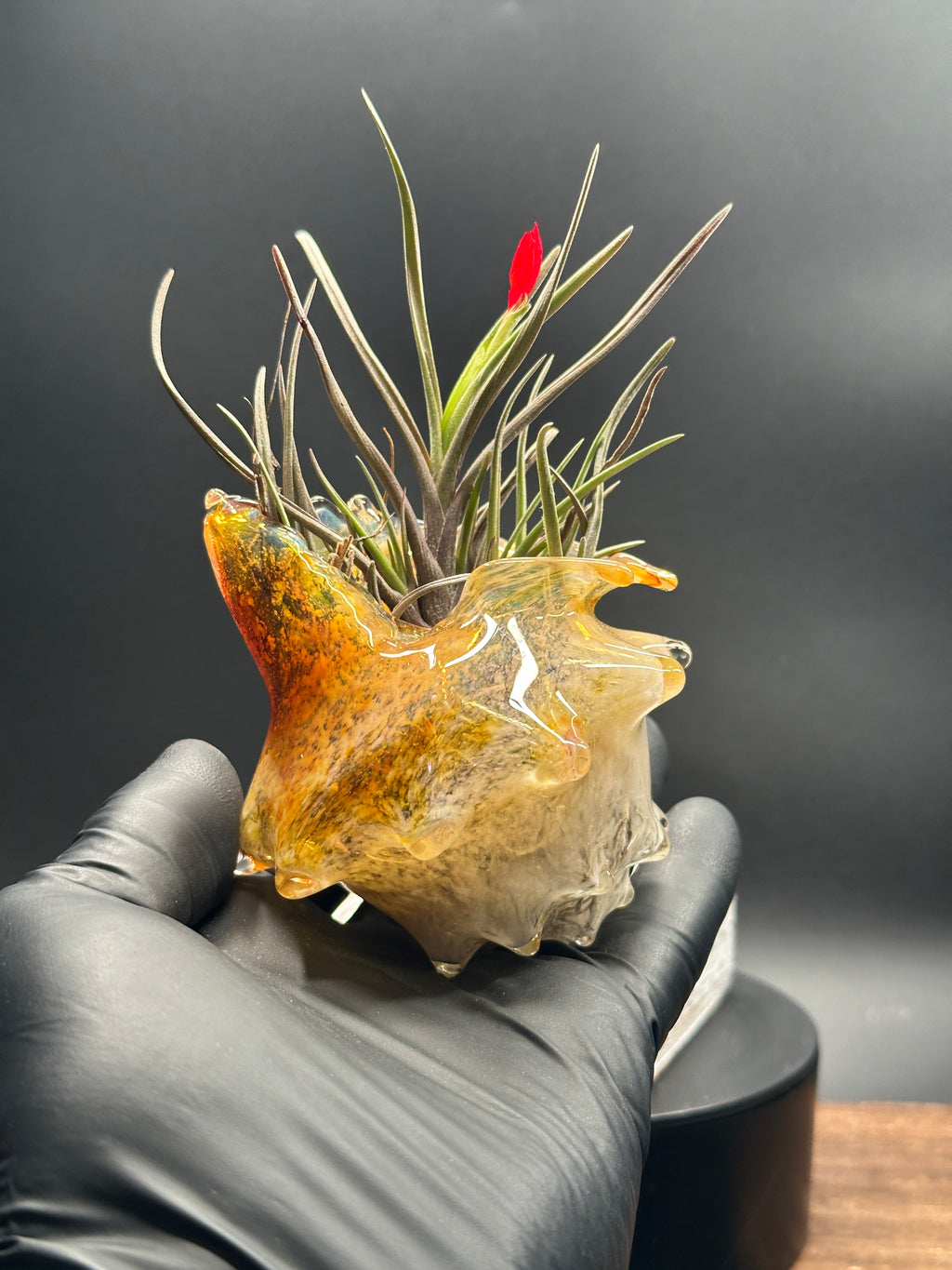 Hand-sculpted glass conch shell tabletop air plant holders in gift-ready premium packaging by Unclefish.