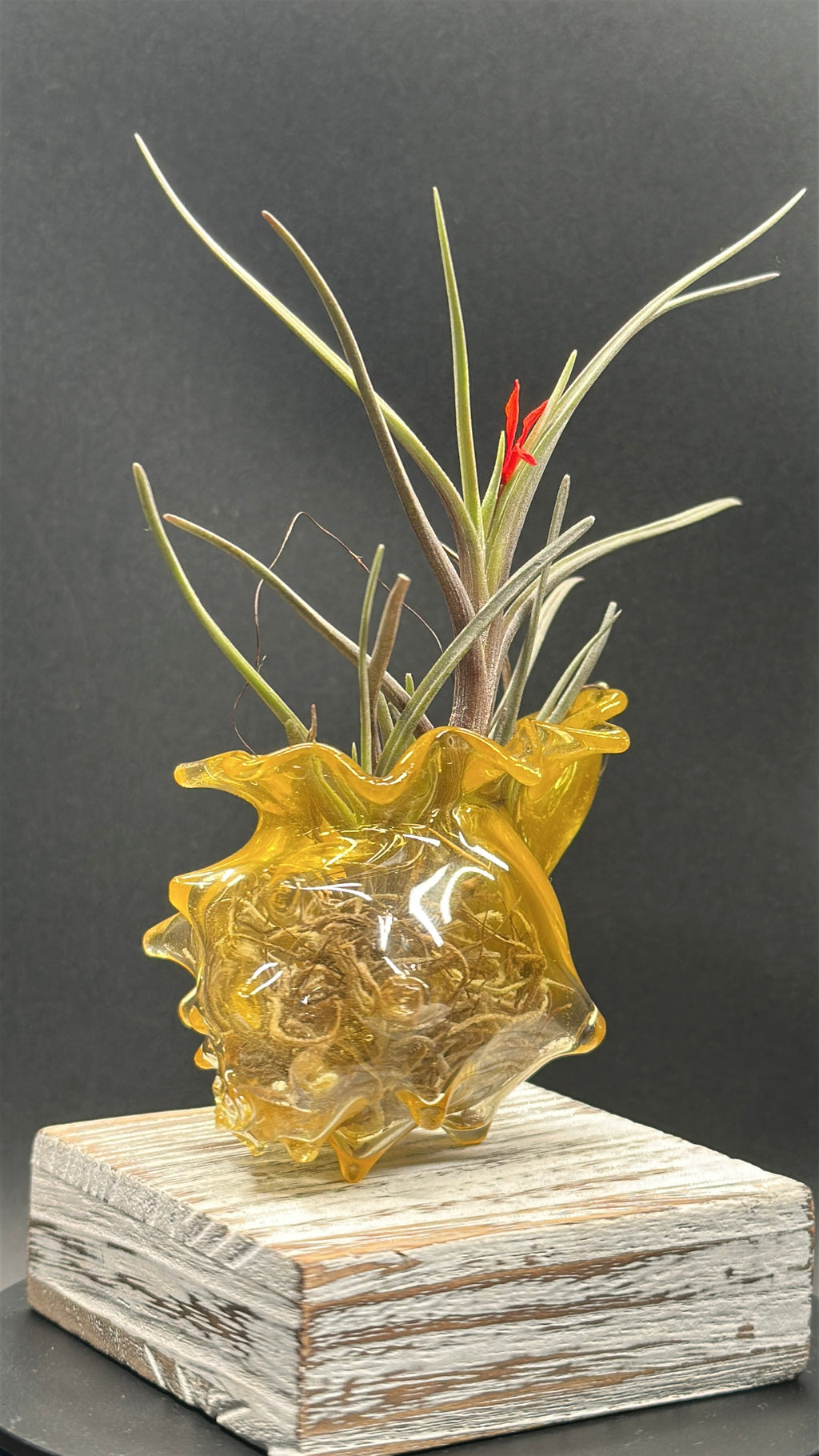 Blown Glass Conch Shell Tabletop Air Plant Holder – Frit Series