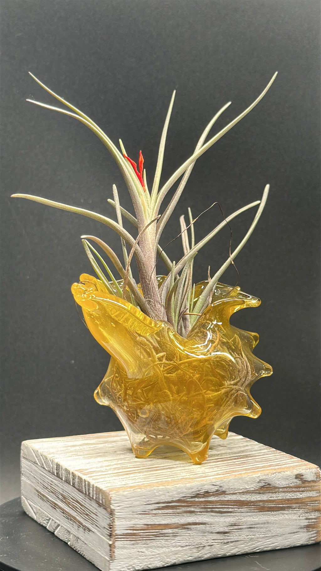 Hand-sculpted glass conch shell tabletop air plant holders in gift-ready premium packaging by Unclefish.