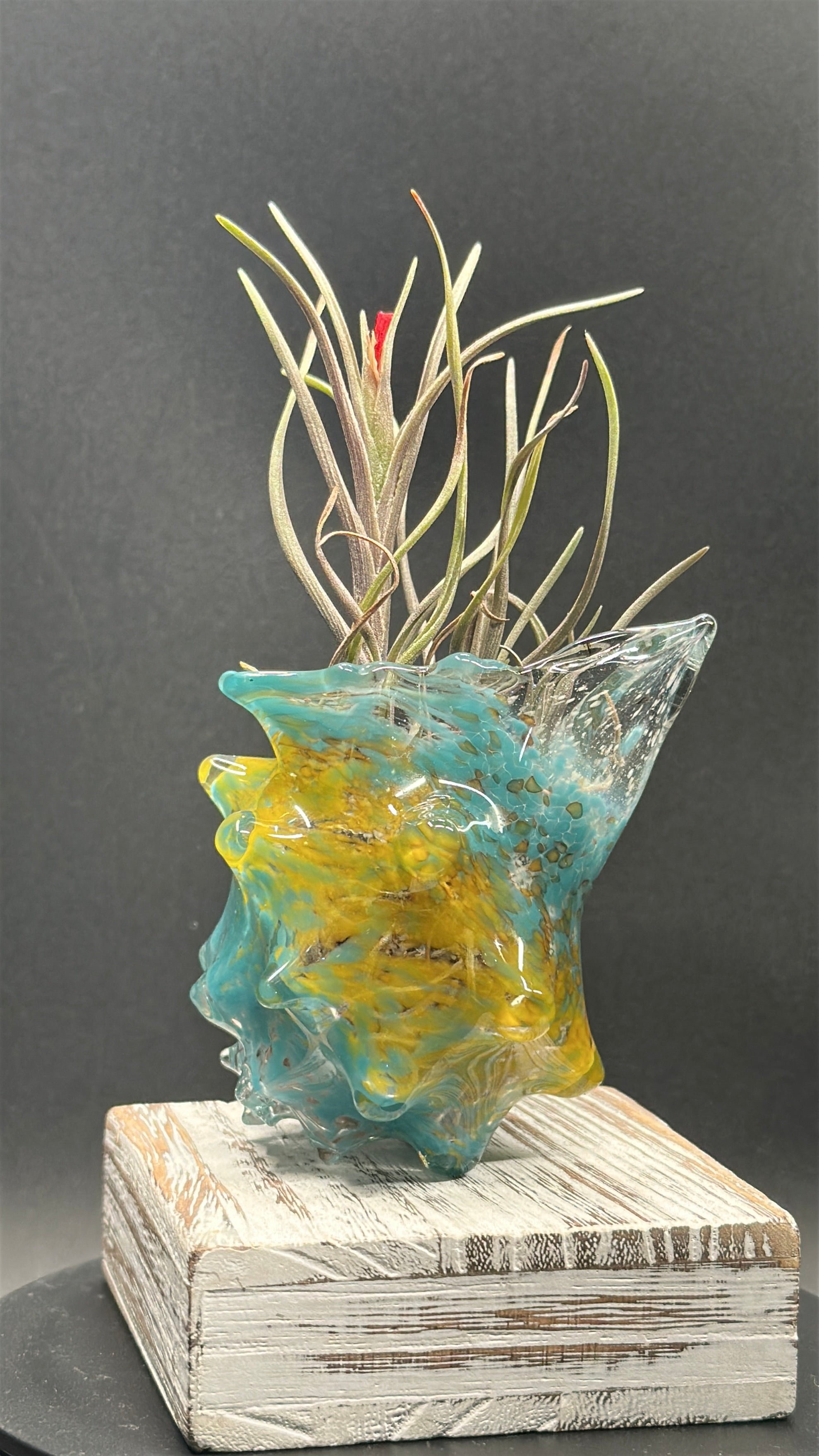 Blown Glass Conch Shell Tabletop Air Plant Holder – Frit Series