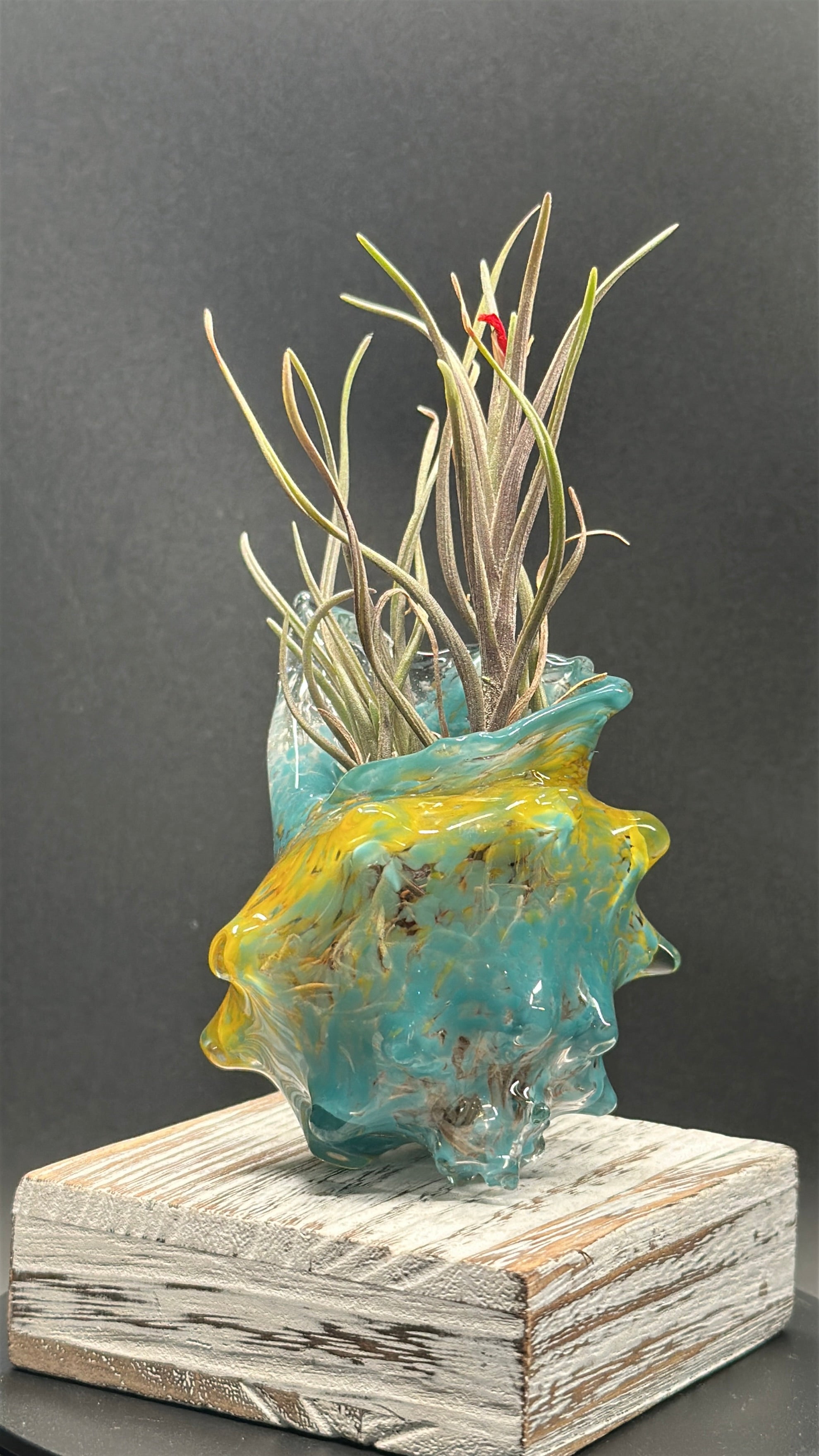 Hand-sculpted glass conch shell tabletop air plant holders in gift-ready premium packaging by Unclefish.