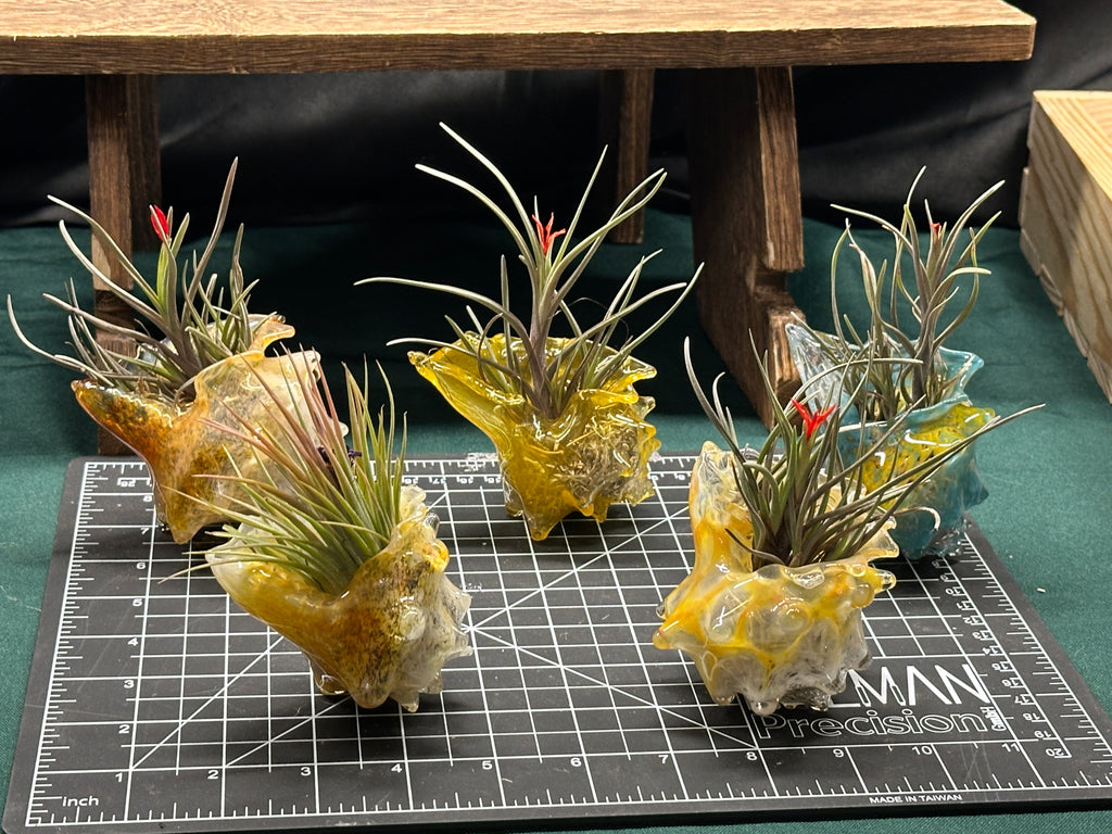 Hand-sculpted glass conch shell tabletop air plant holders in gift-ready premium packaging by Unclefish.