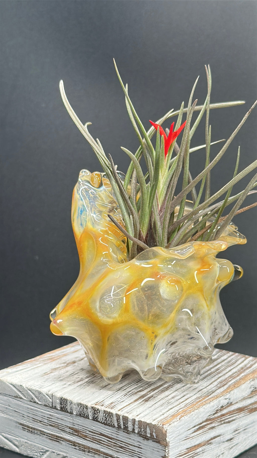 Hand-sculpted glass conch shell tabletop air plant holders in gift-ready premium packaging by Unclefish.