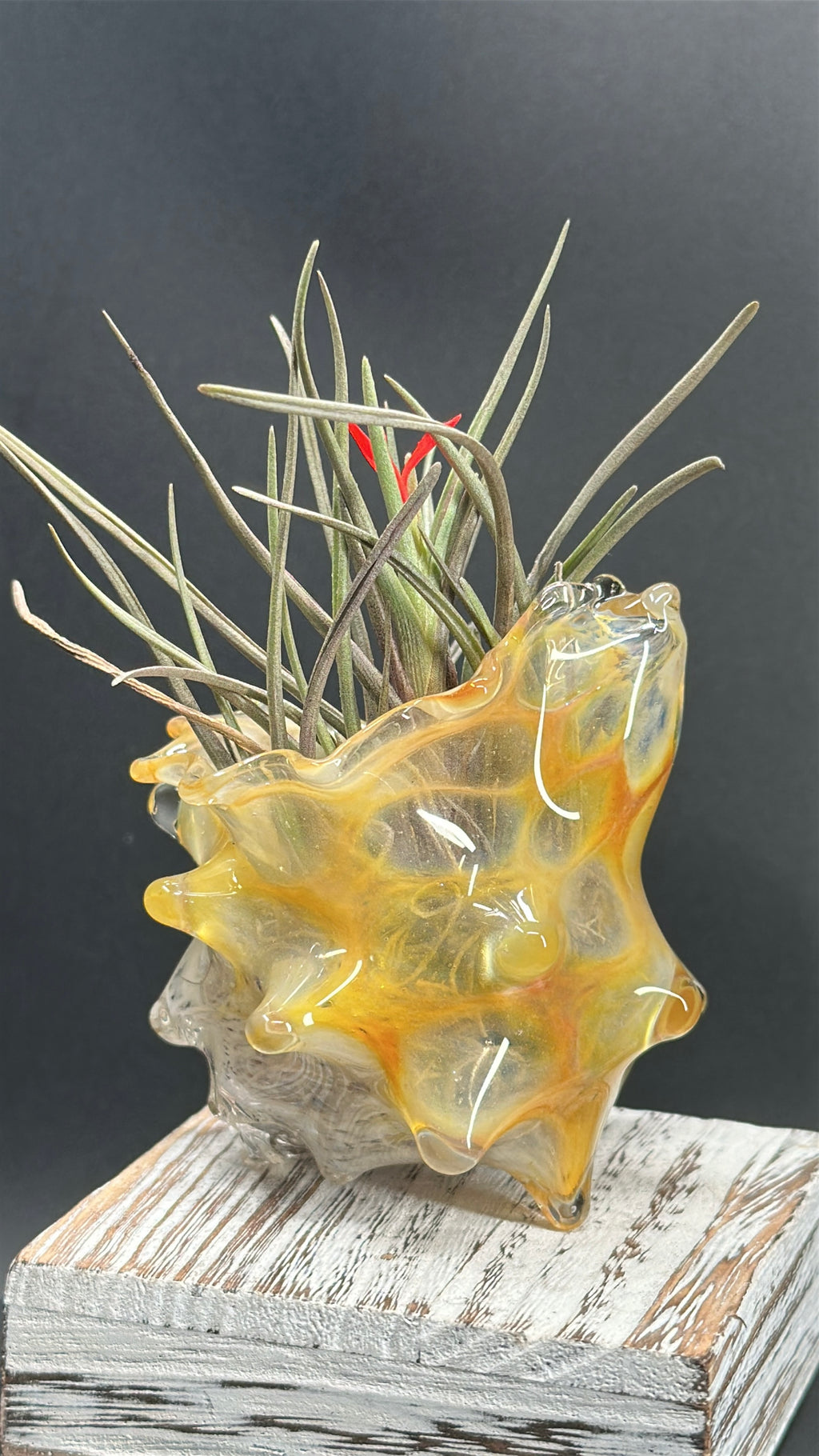 Hand-sculpted glass conch shell tabletop air plant holders in gift-ready premium packaging by Unclefish.