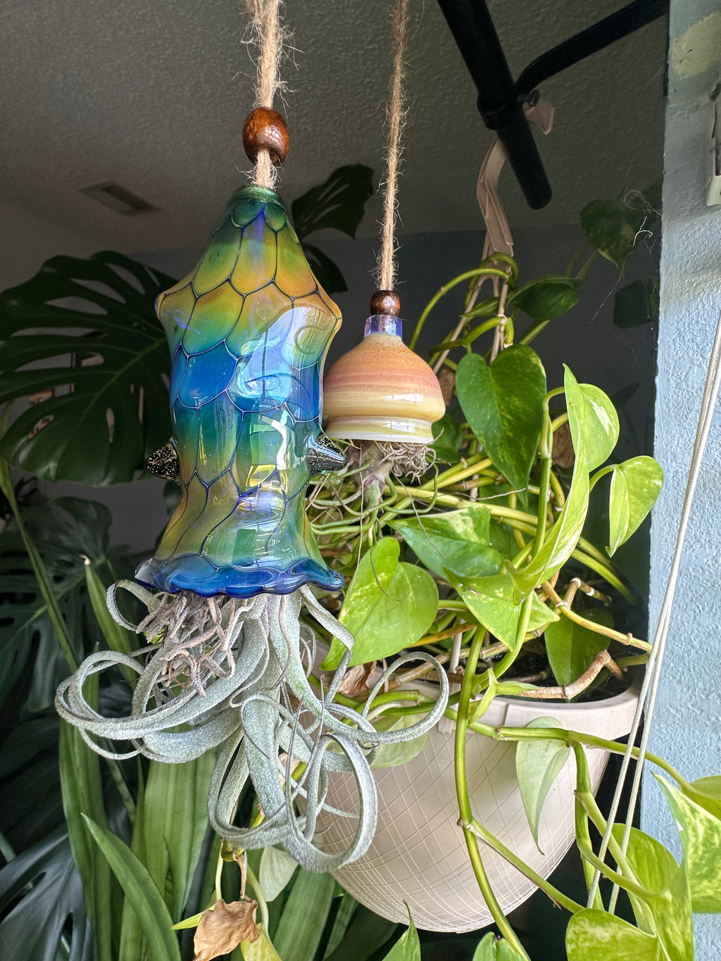 A flameworked and hand-spun blown glass squid air plant holder featuring detailed glass fins, custom eyes, and an integrated patented clip holding a live air plant.