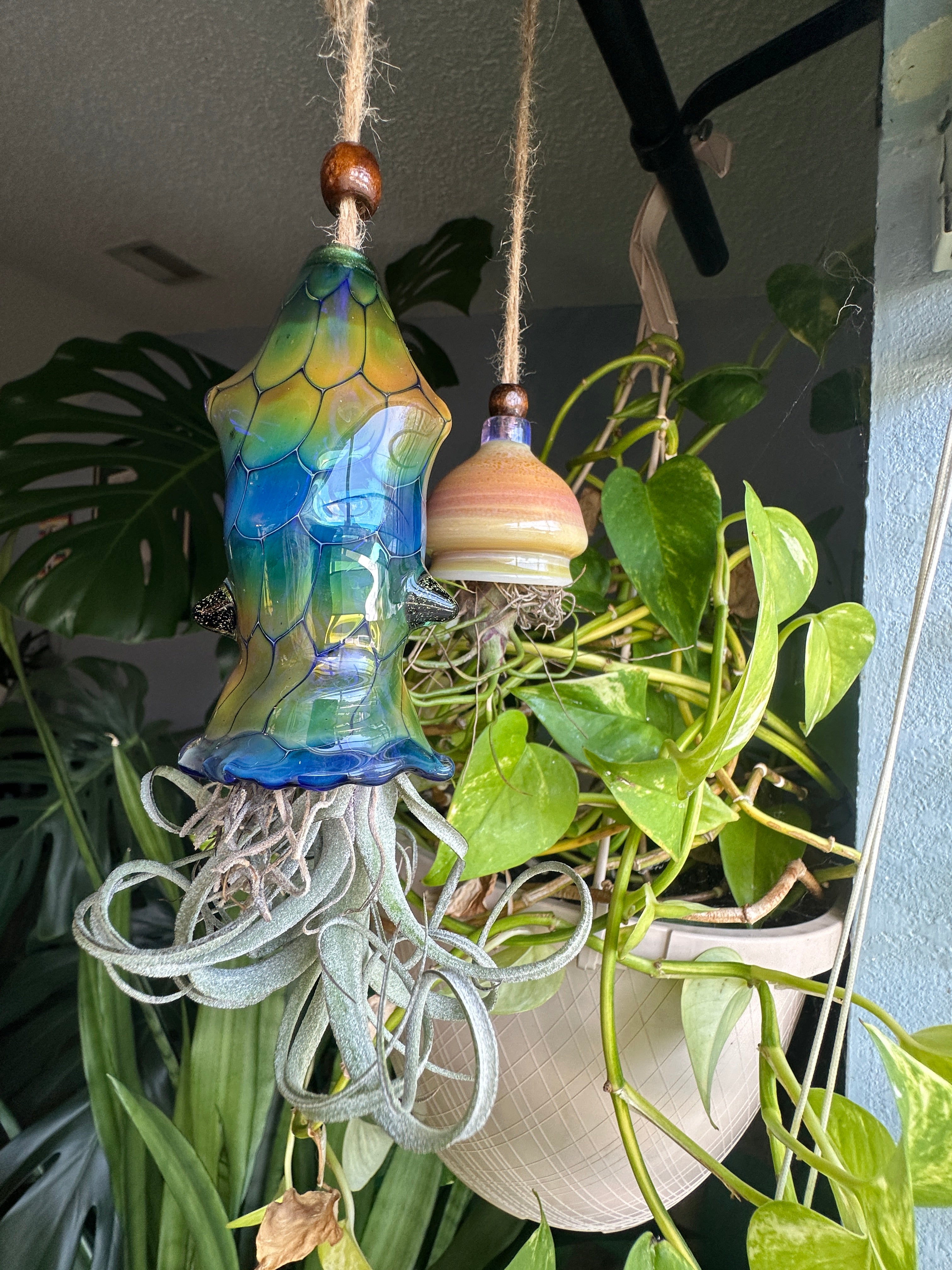 A flameworked and hand-spun blown glass squid air plant holder featuring detailed glass fins, custom eyes, and an integrated patented clip holding a live air plant.