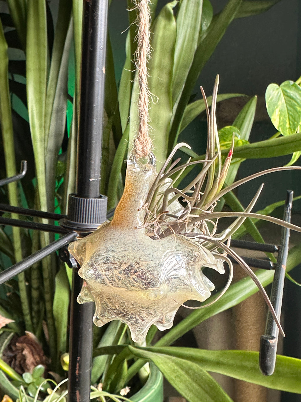 Hand-sculpted glass conch shell hanging planters in gift-ready premium packaging by Unclefish.