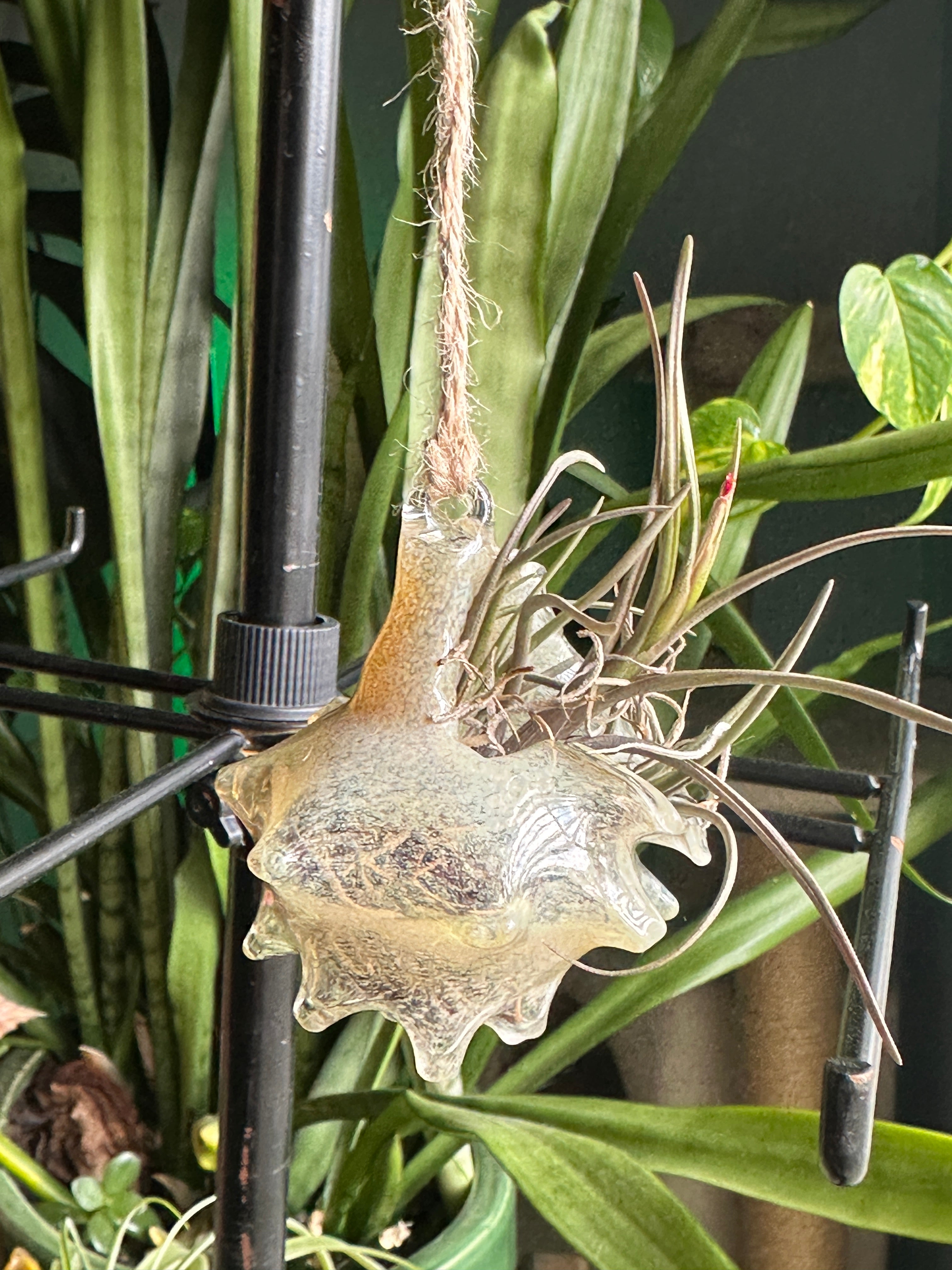Hand-sculpted glass conch shell hanging planters in gift-ready premium packaging by Unclefish.