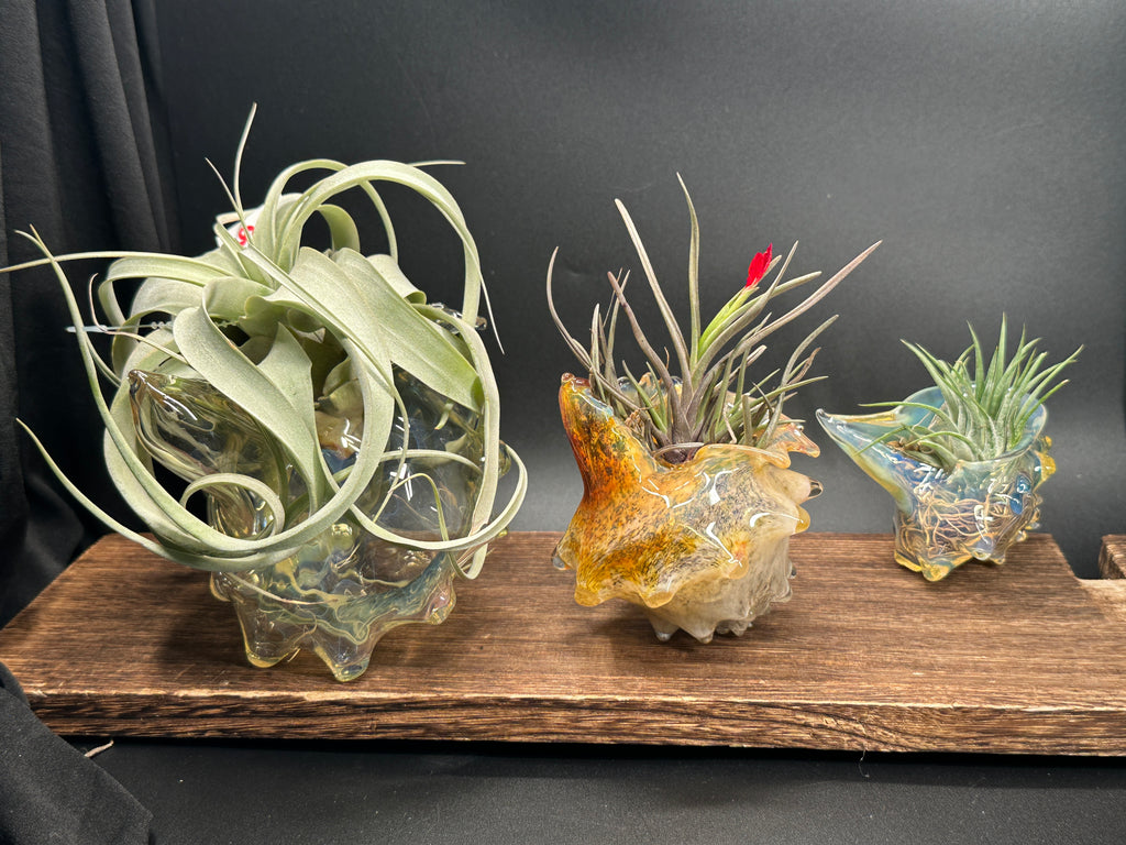 Blown Glass Conch Shell Tabletop Air Plant Holder – Frit Series